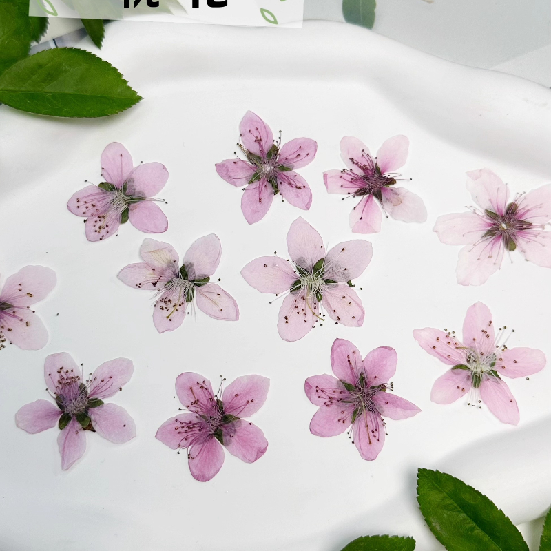 12 Buah, Bunga Persik Alami Bu - Case Fans ulasan dan harga